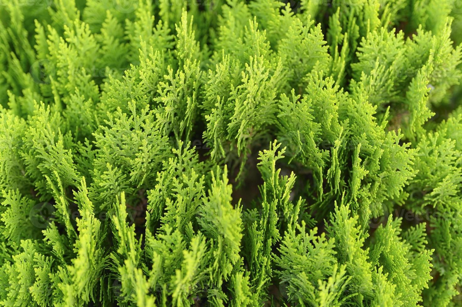 fundo de folhas verdes lindas de natal de árvores de thuja foto