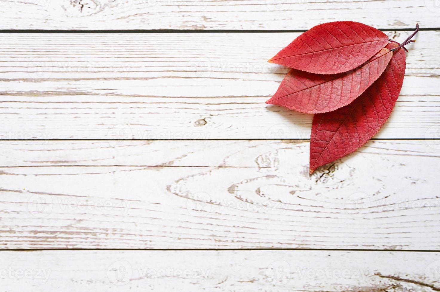 várias folhas caídas de outono vermelhas em um fundo claro de madeira foto