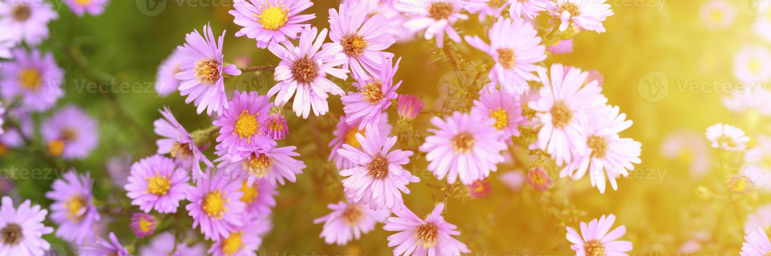 flores de outono aster novi-belgii vibrante em cor roxa clara foto