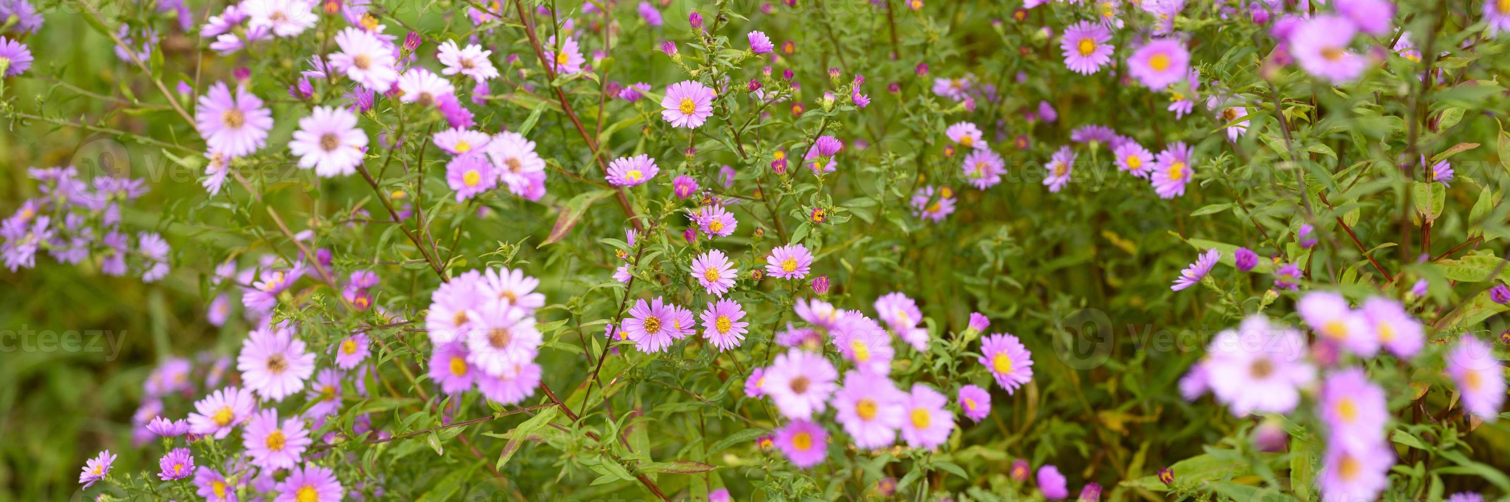 flores de outono aster novi-belgii vibrante em cor roxa clara foto