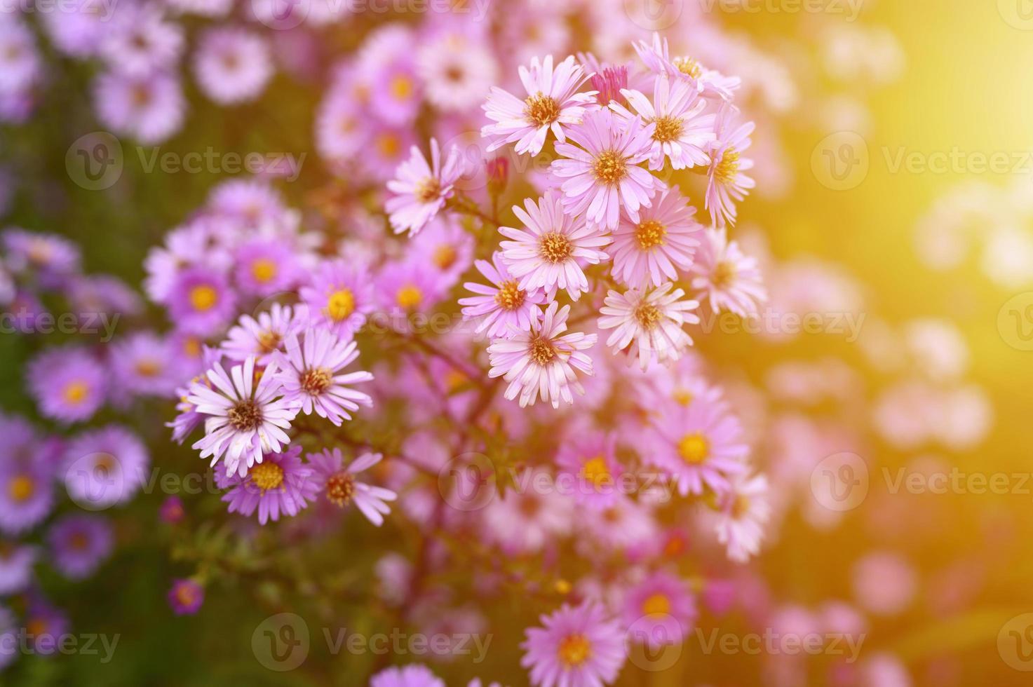 flores de outono aster novi-belgii vibrante em cor roxa clara foto