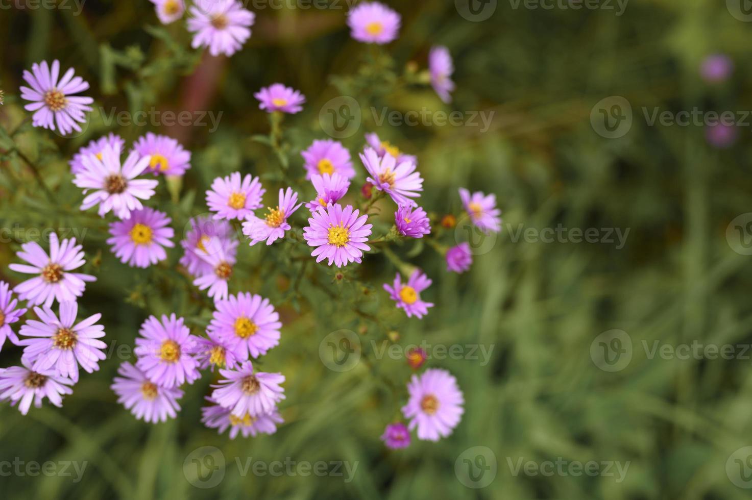 flores de outono aster novi-belgii vibrante em cor roxa clara foto