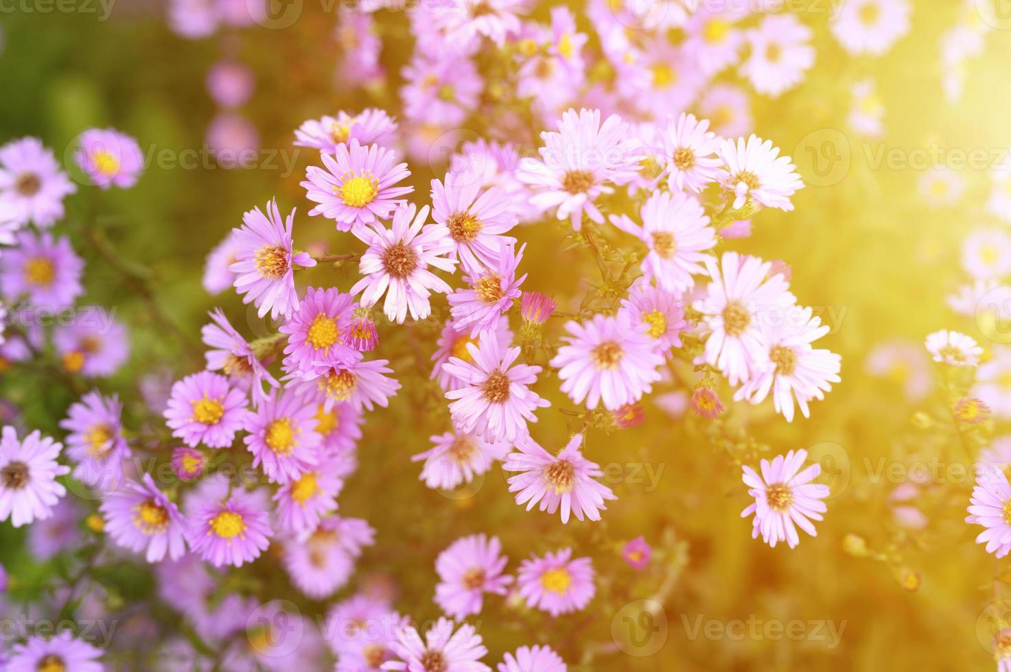 flores de outono aster novi-belgii vibrante em cor roxa clara foto