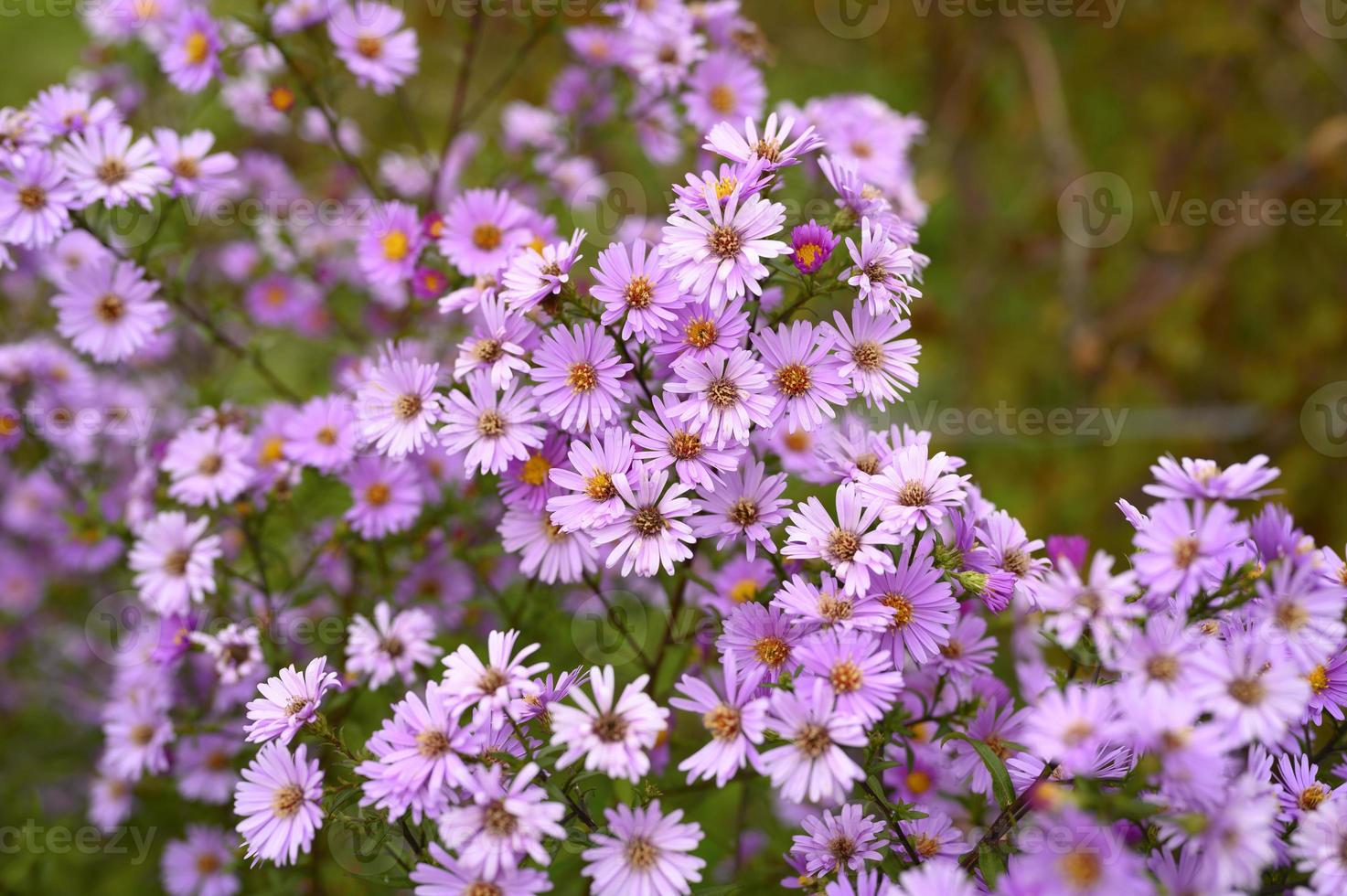 flores de outono aster novi-belgii vibrante em cor roxa clara foto