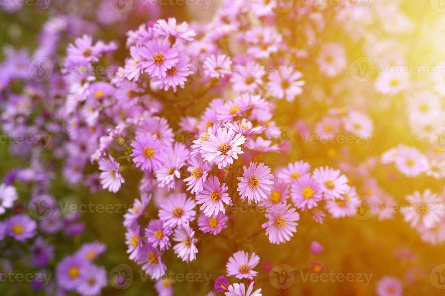 flores de outono aster novi-belgii vibrante em cor roxa clara foto