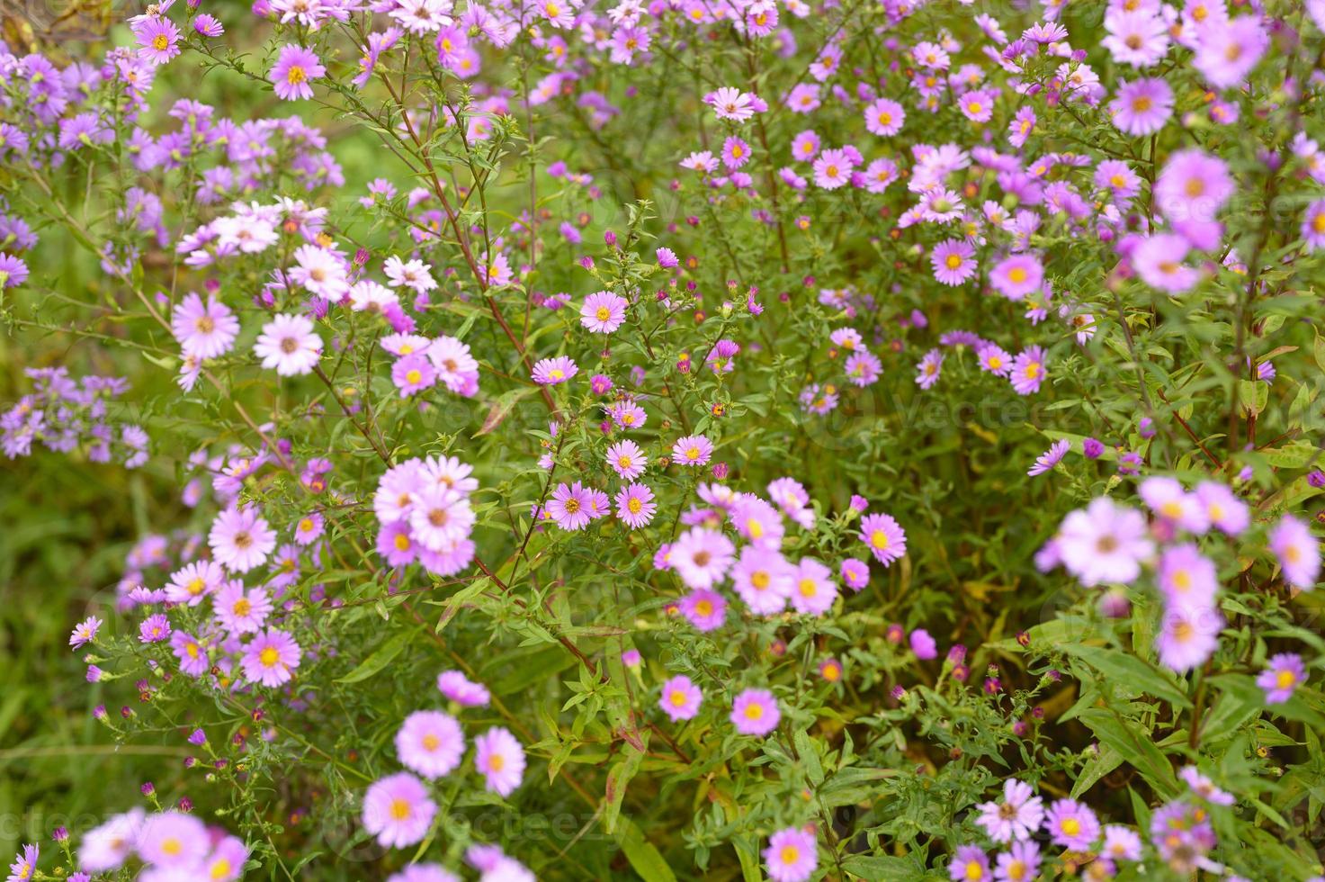 flores de outono aster novi-belgii vibrante em cor roxa clara foto