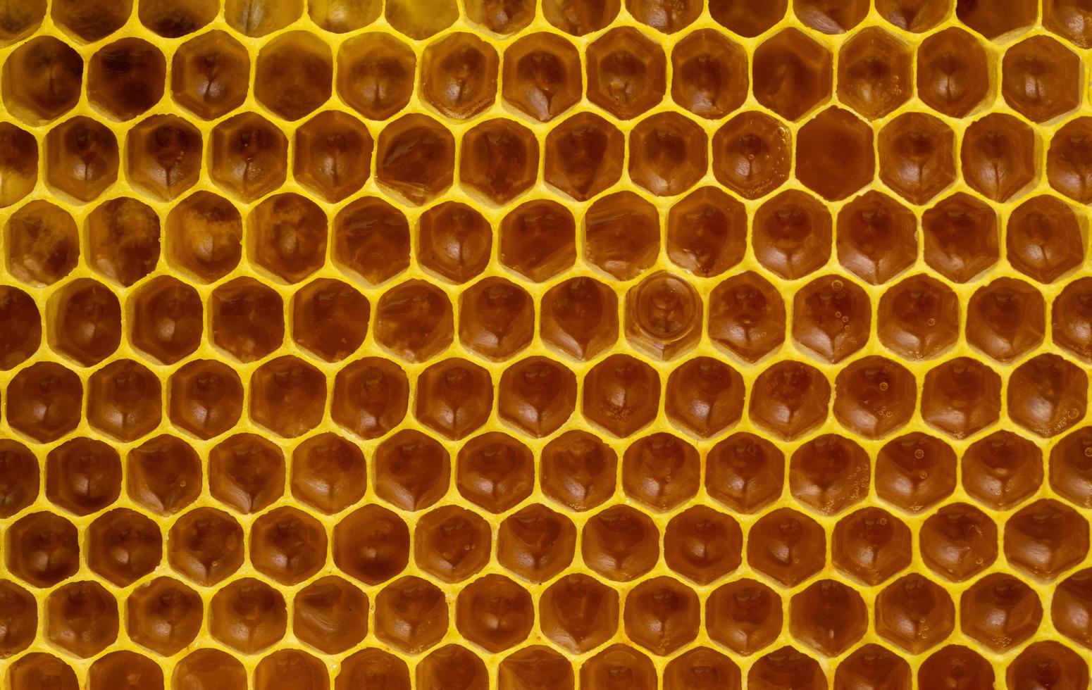 close-up de um favo de mel foto