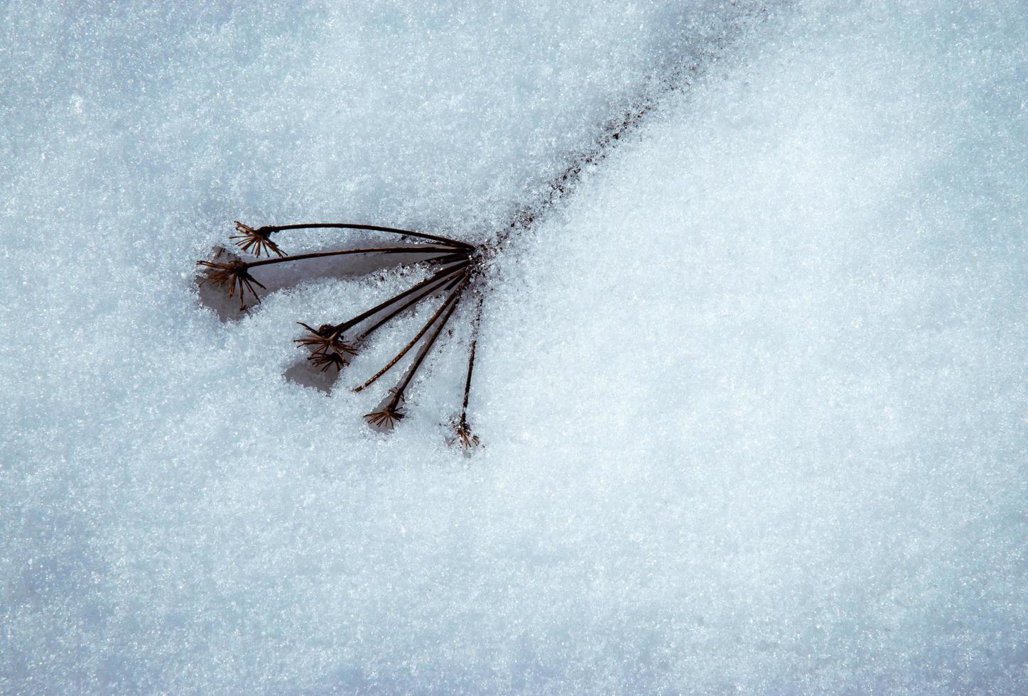 planta seca com neve derretida foto