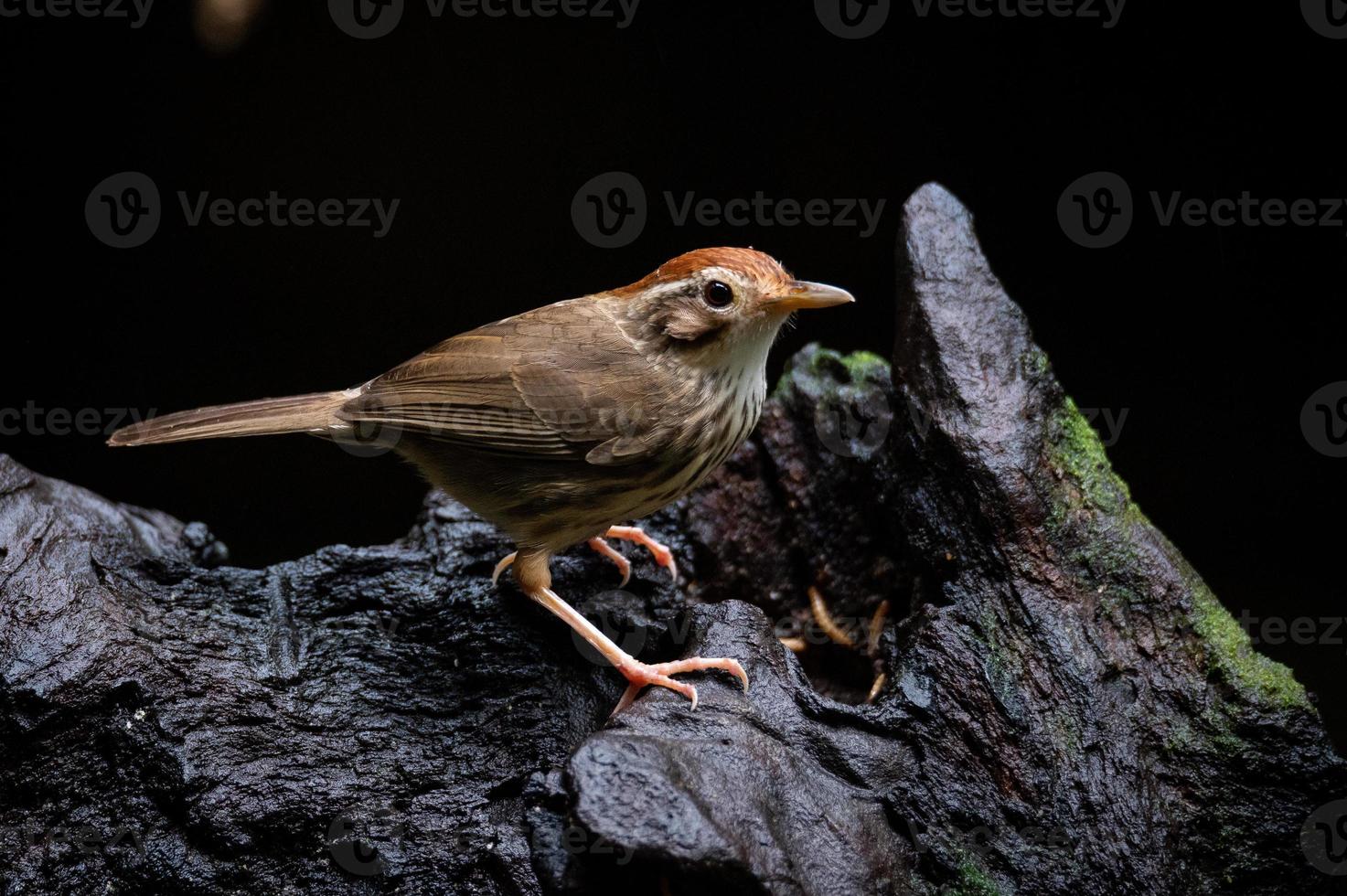 tagarela de garganta inchada ou pássaro tagarela manchado de pé na madeira foto