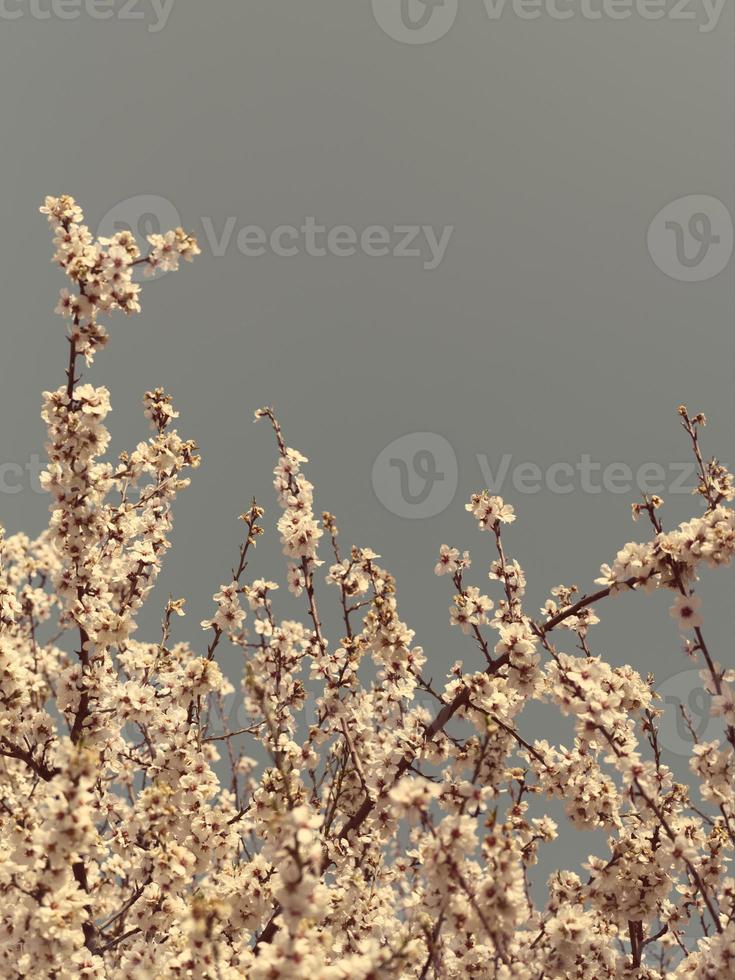 lindas flores de amêndoa contra o céu azul foto