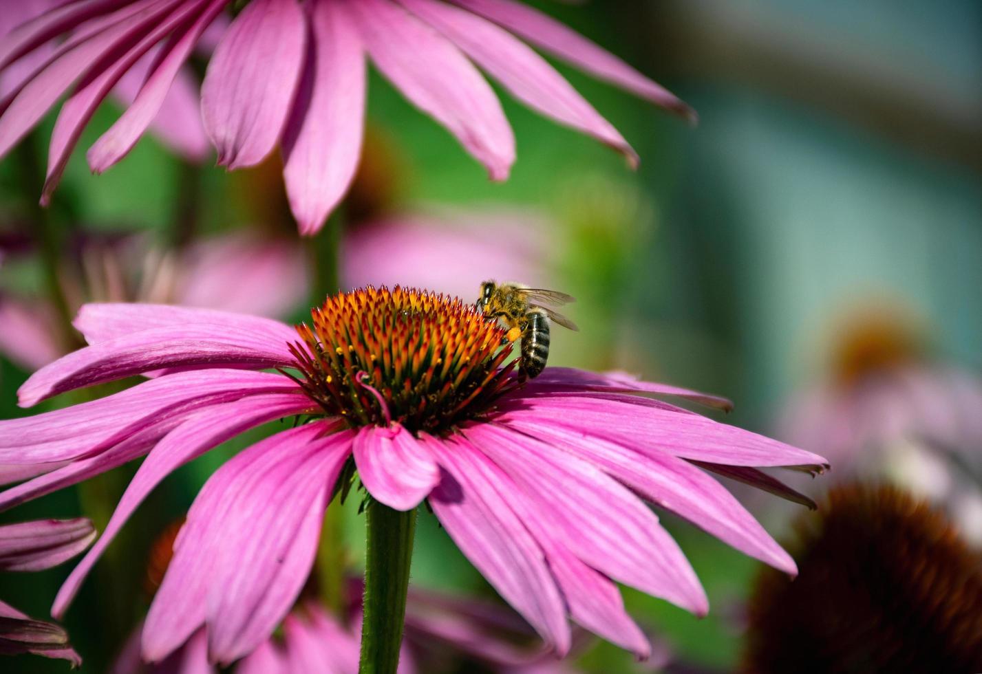 abelha em uma flor de equinácea foto