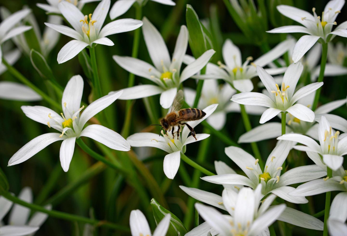 abelha em uma flor branca foto