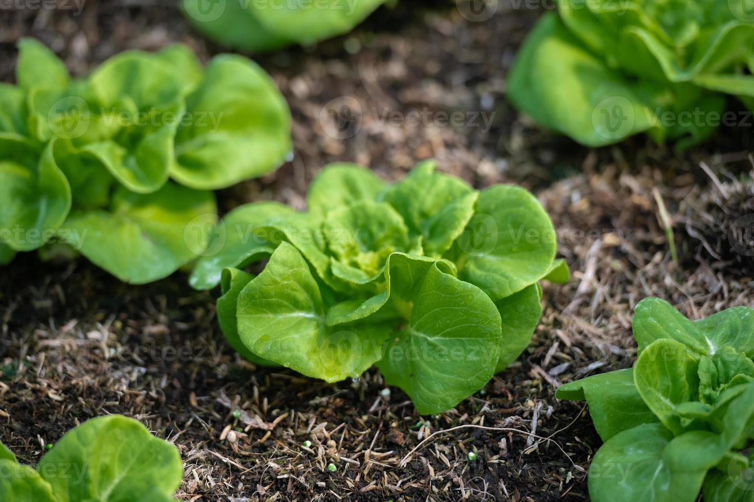 orgânico hidropônico vegetal cultivo Fazenda. alface cultivo crescendo foto