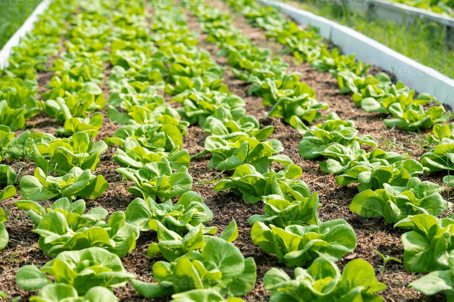 orgânico hidropônico vegetal cultivo Fazenda. alface cultivo crescendo foto