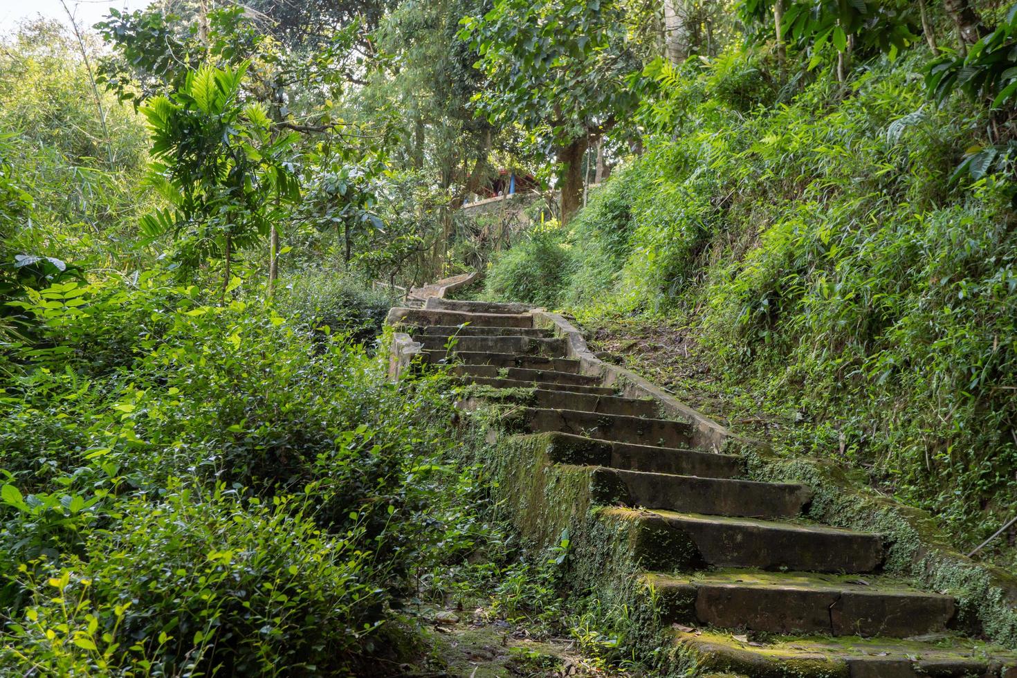 a caminho indo para ótimo caverna em a tropical floresta quando Primavera temporada. a foto é adequado para usar para aventura conteúdo meios de comunicação, natureza poster e floresta fundo.