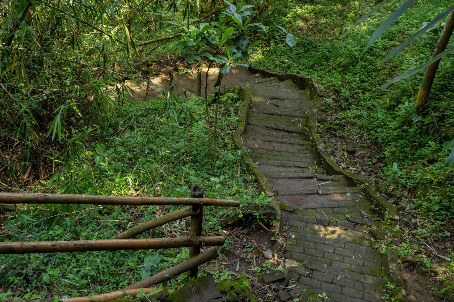 a caminho indo para ótimo caverna em a tropical floresta quando Primavera temporada. a foto é adequado para usar para aventura conteúdo meios de comunicação, natureza poster e floresta fundo.