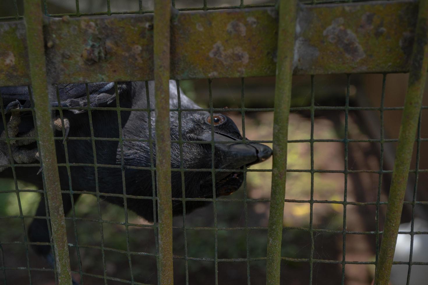 Corvo poleiro dentro a parede cela em a mini jardim zoológico. a Corvo é olhando para alimentando. a foto é adequado para usar para natureza animal fundo, jardim zoológico poster e anúncio.