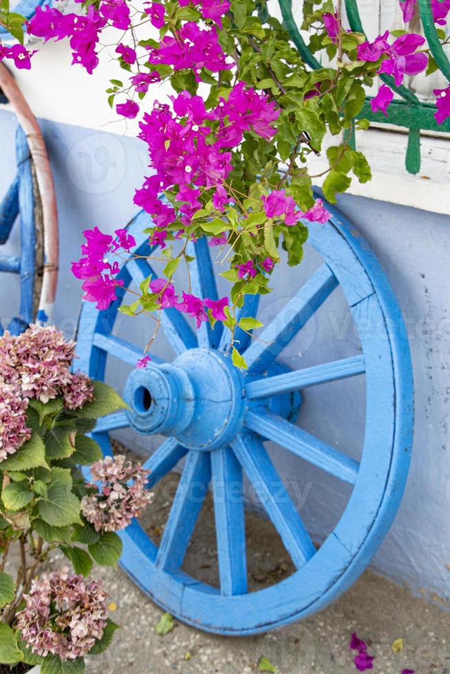 buganvílias flores dentro frente do uma azul de madeira roda.a velho de madeira roda em uma branco muro. foto