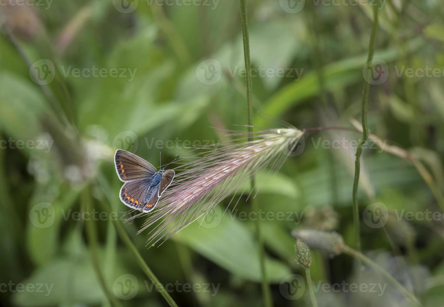 uma lindo borboleta empoleirado em a Relva do uma Prado foto