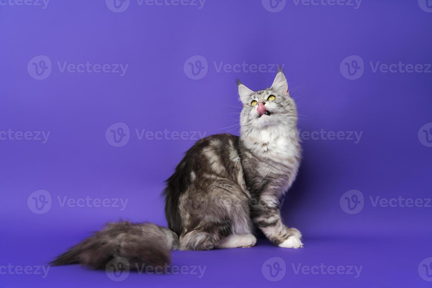 cabelo longo maine coon gato com língua degola Fora lambidas lábios e lança costas cabeça olhando acima foto