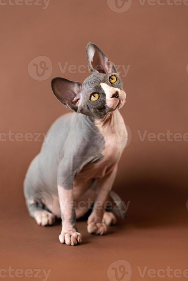 bonita azul e branco cor gatinha do sphynx procriar sentado com orelhas criado, ouvindo para comando foto