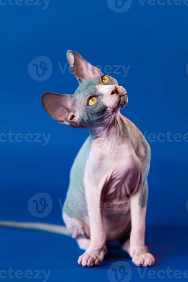 fofa canadense sphynx gatinho parece acima com amarelo olhos, com confiança escuta para responda para dele questão foto