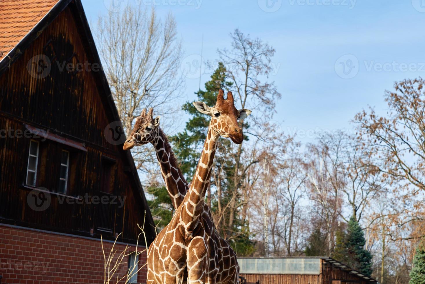 girafa casal dentro Wroclaw jardim zoológico foto