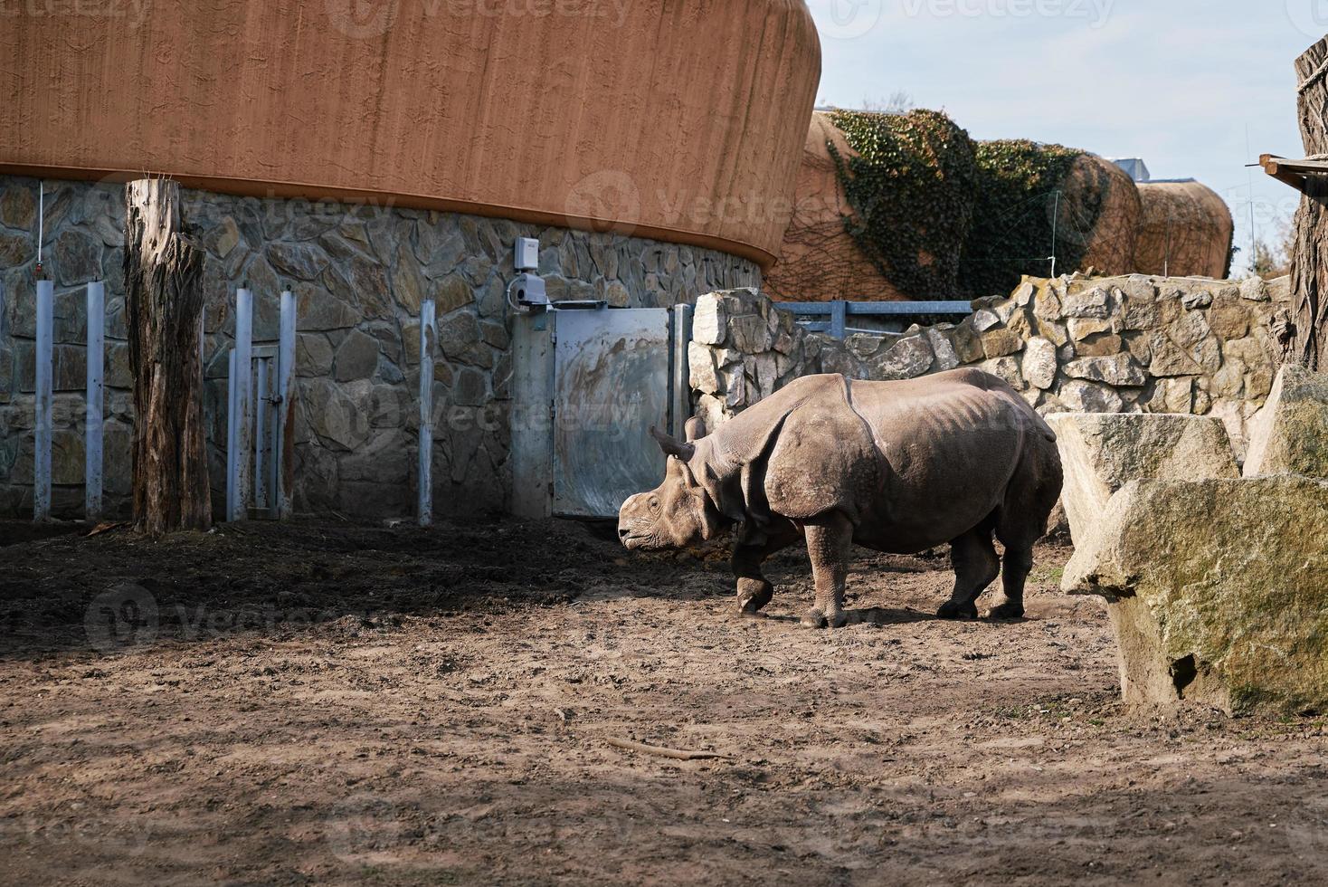 indiano rinoceronte dentro jardim zoológico foto