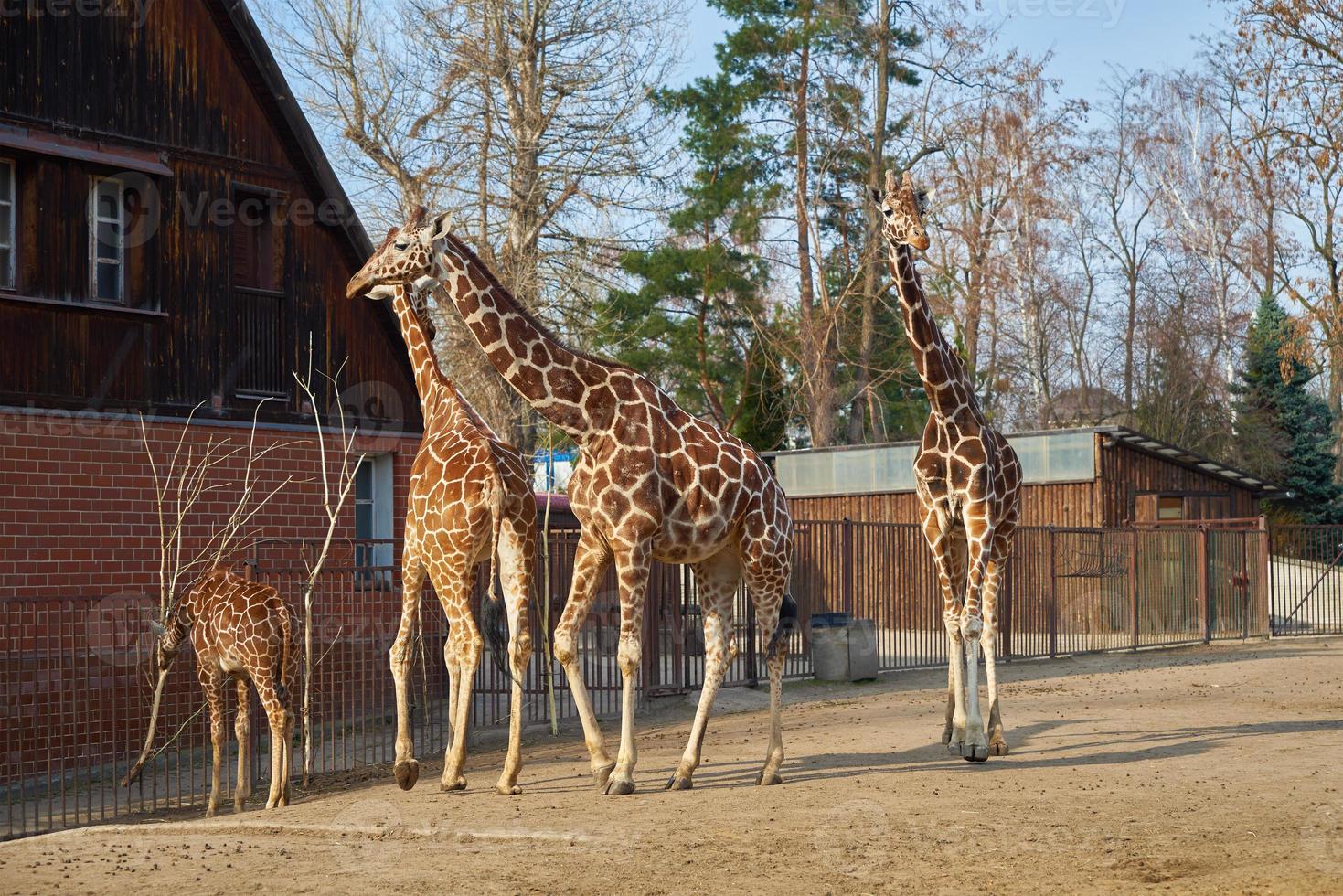 girafa família dentro Wroclaw jardim zoológico foto