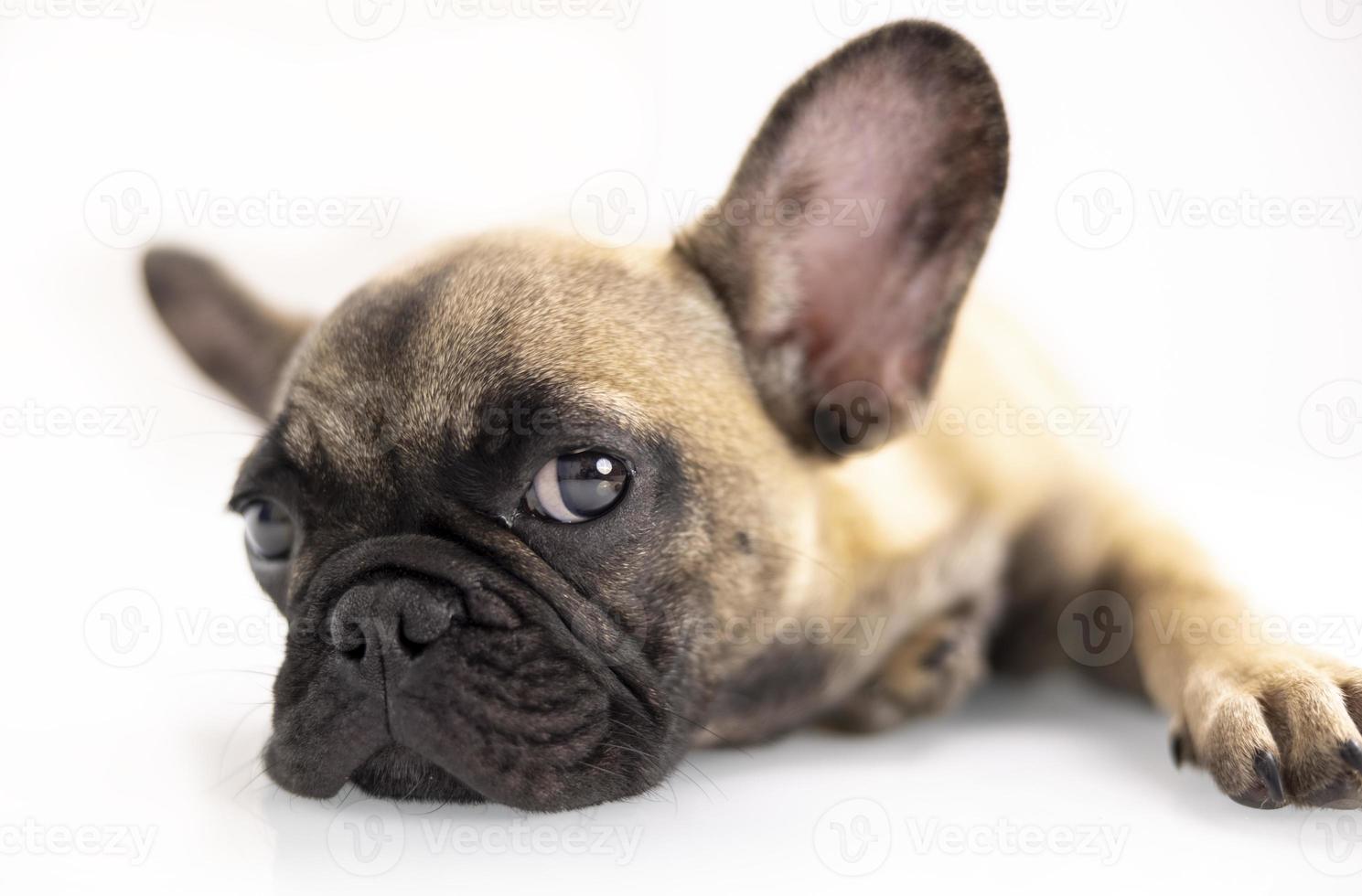 fofa animal francês buldogue cachorro contra uma branco fundo foto