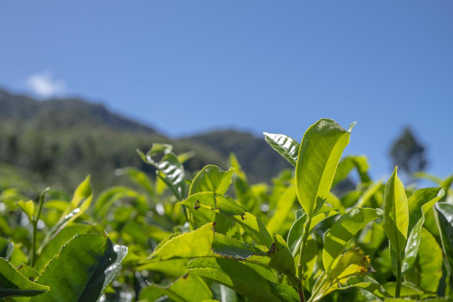 fechar acima foto do verde chá folha quando Primavera estação com nublado e azul céu. a foto é adequado para usar para jardim fundo, natureza poster e natureza conteúdo meios de comunicação.