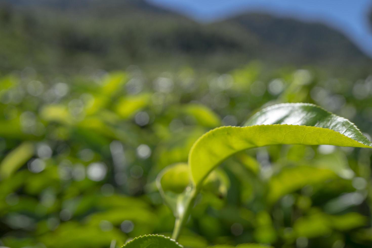 fechar acima foto do verde chá folha quando Primavera estação com nublado e azul céu. a foto é adequado para usar para jardim fundo, natureza poster e natureza conteúdo meios de comunicação.