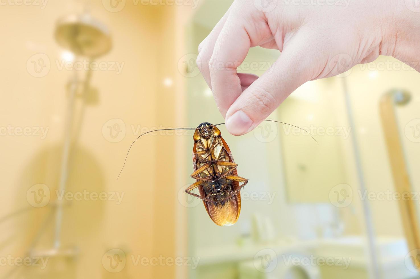 mulher mão segurando barata em banheiro fundo, eliminar barata dentro banheiro foto