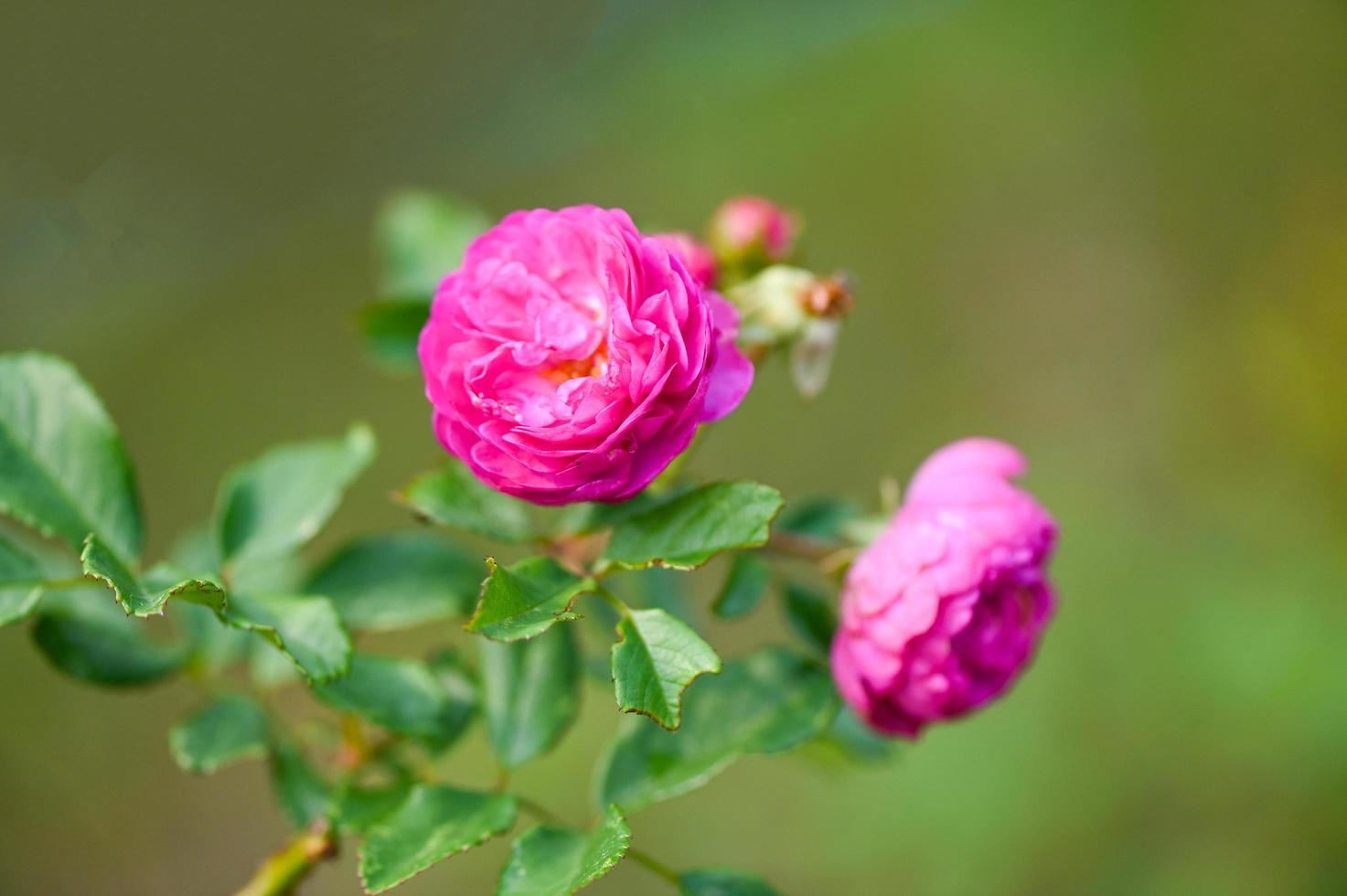 Rosa rosa flores Flor dentro a jardim, rosa flores dentro verão foto