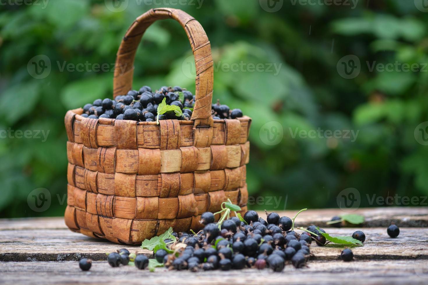 bagas de groselha preta recém-colhidas em uma cesta de vime vintage em velhas tábuas de madeira foto