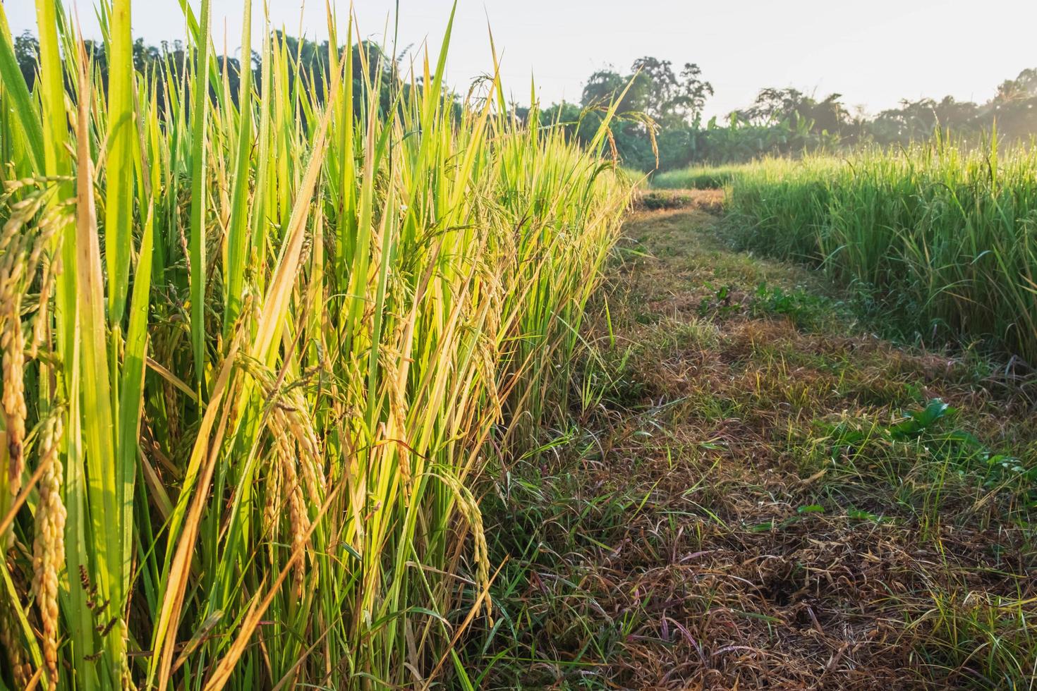 caminho em um campo de arroz foto