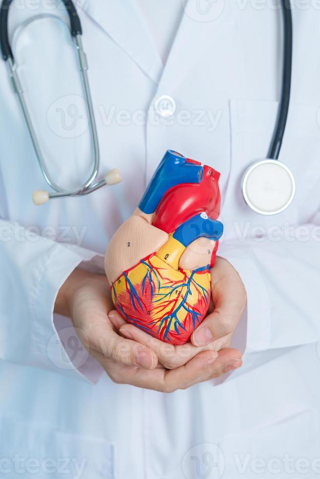 médico segurando modelo de coração humano. doenças cardiovasculares, aterosclerose, coração hipertenso, coração valvular, janela aortopulmonar, dia mundial do coração e conceito de saúde foto