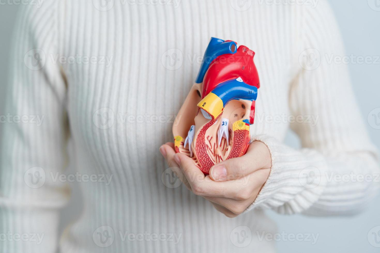 mulher segurando o modelo de coração humano. doenças cardiovasculares, aterosclerose, coração hipertenso, coração valvular, janela aortopulmonar, dia mundial do coração e conceito de saúde foto