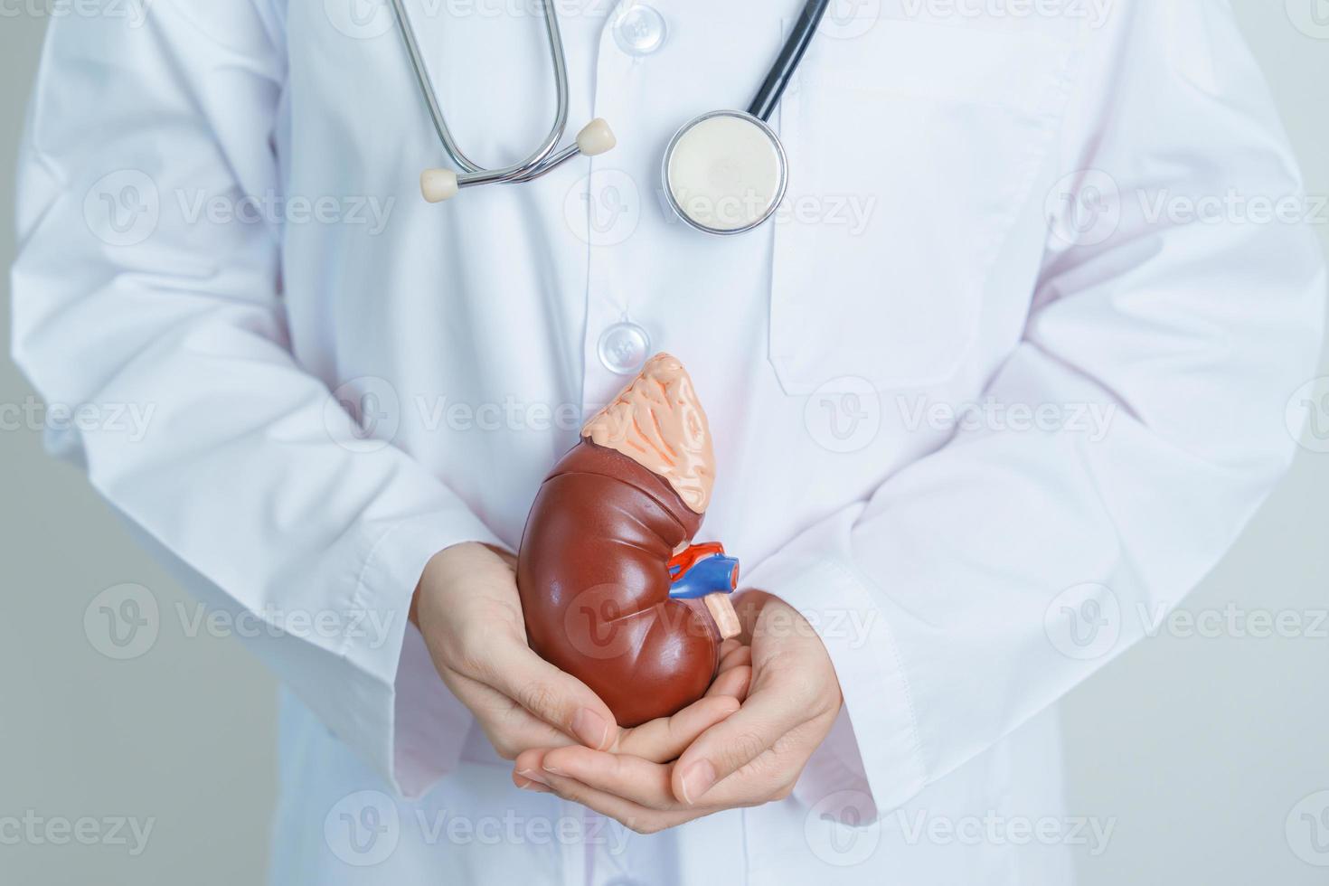 médico segurando modelo anatômico de glândula adrenal renal. doença do sistema urinário e pedras, câncer, dia mundial do rim, rim crônico, urologia, nefrite, renal e conceito de transplante foto