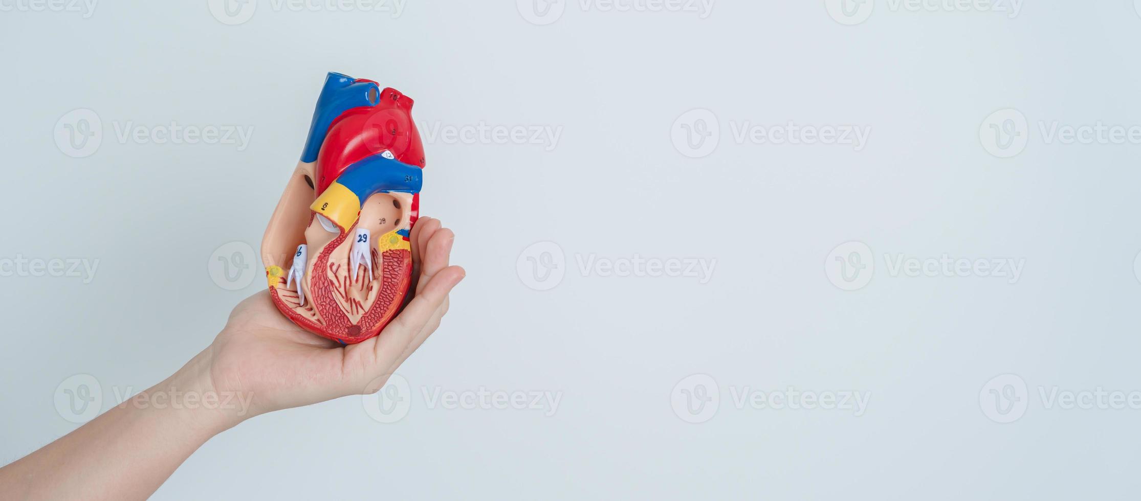 mulher segurando o modelo de coração humano. doenças cardiovasculares, aterosclerose, coração hipertenso, coração valvular, janela aortopulmonar, dia mundial do coração e conceito de saúde foto