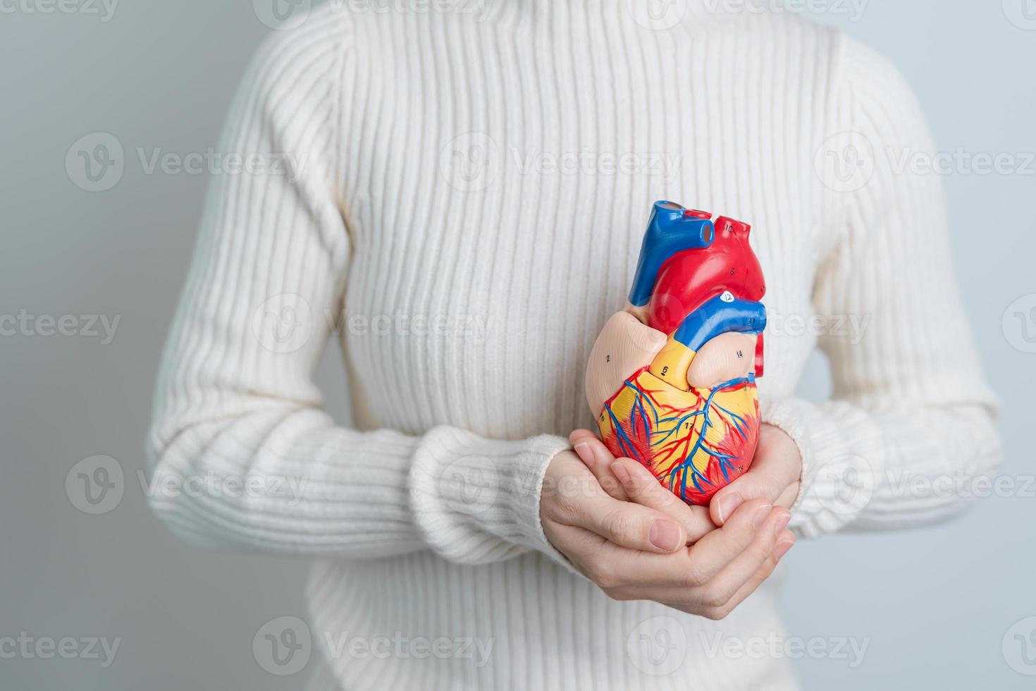 mulher segurando o modelo de coração humano. doenças cardiovasculares, aterosclerose, coração hipertenso, coração valvular, janela aortopulmonar, dia mundial do coração e conceito de saúde foto