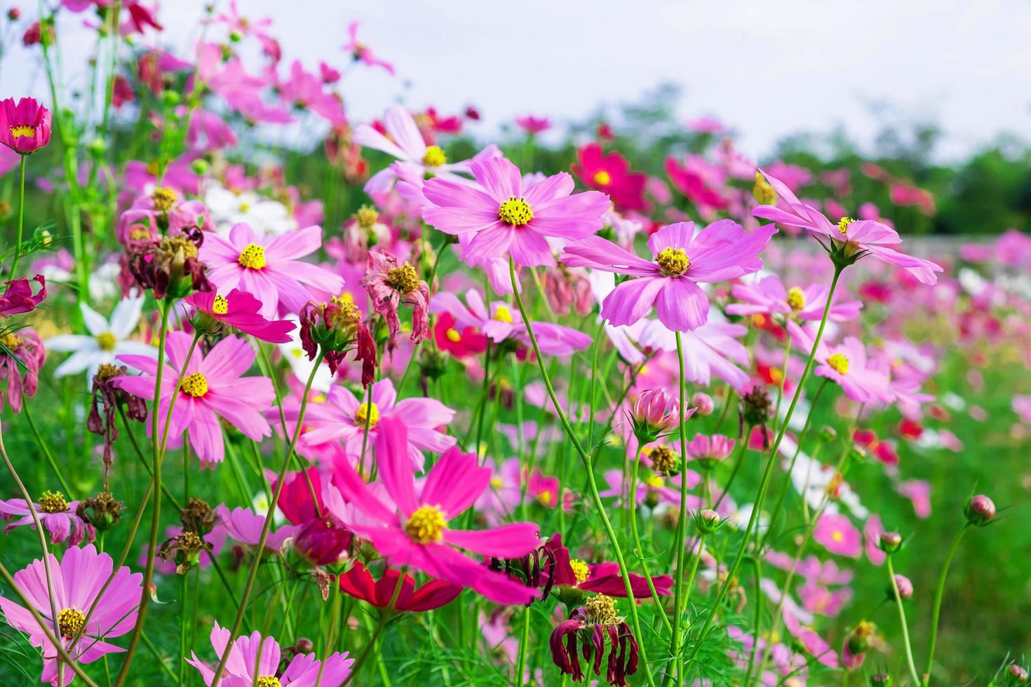 cosmos brilhante em um campo foto