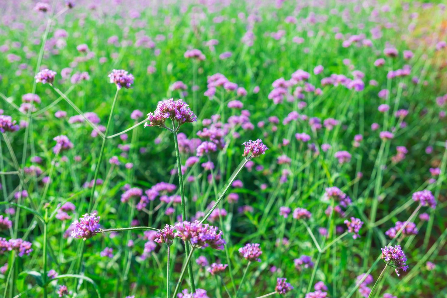 flores roxas de verbena foto