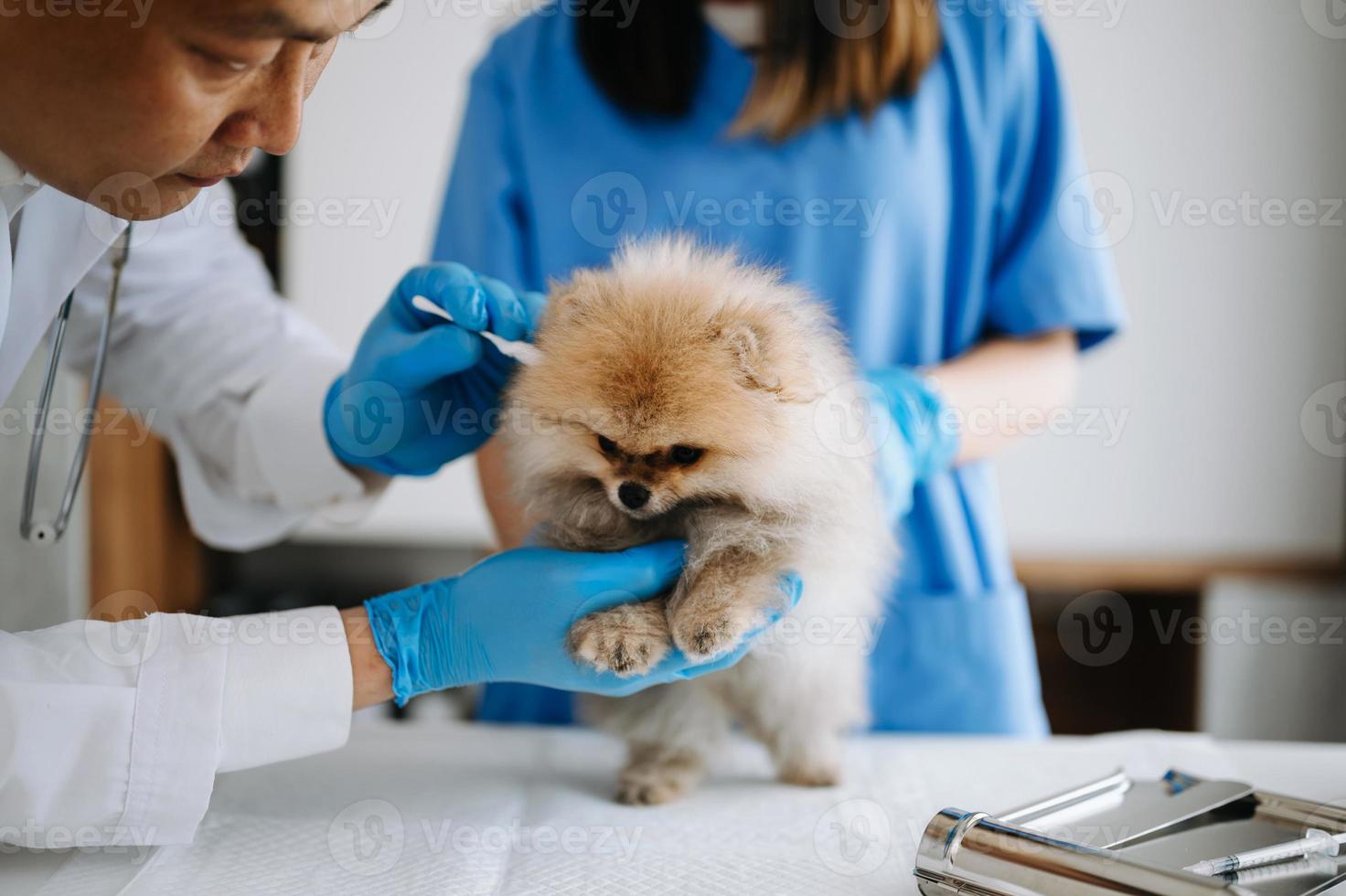 pomerânia cachorro obtendo injeção com vacina durante compromisso dentro uma veterinário clínica foto