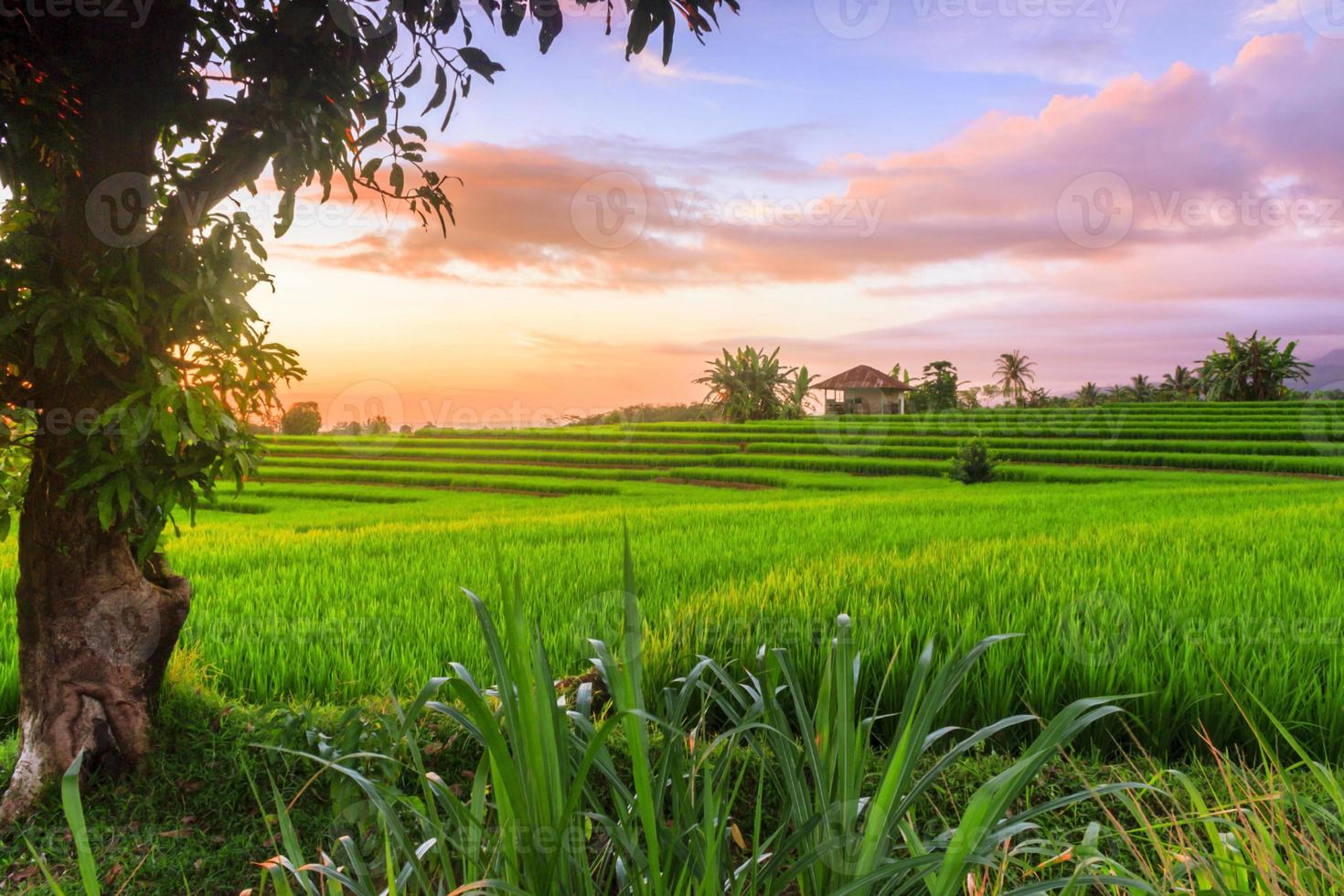 lindo manhã Visão Indonésia. panorama panorama arroz Campos com beleza cor e céu natural luz foto