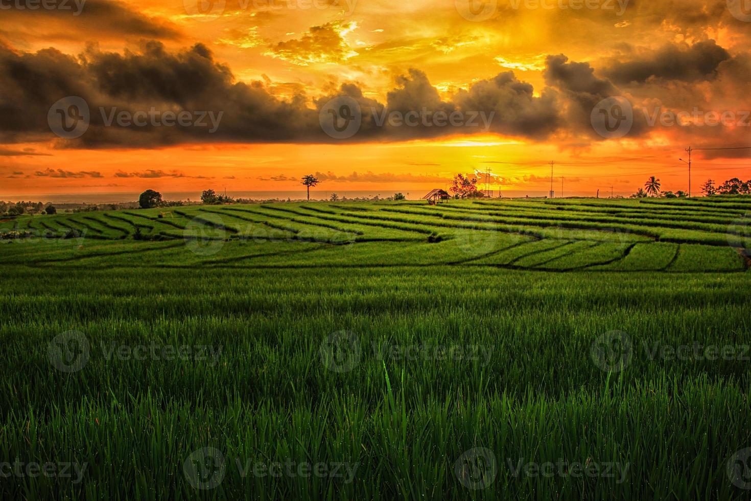 lindo manhã Visão Indonésia. panorama panorama arroz Campos com beleza cor e céu natural luz foto