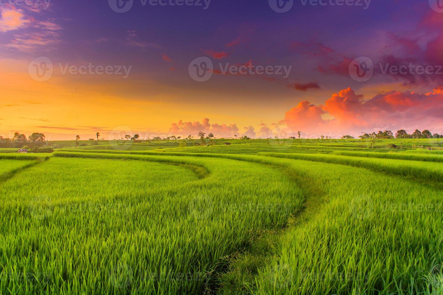 lindo manhã Visão Indonésia. panorama panorama arroz Campos com beleza cor e céu natural luz foto