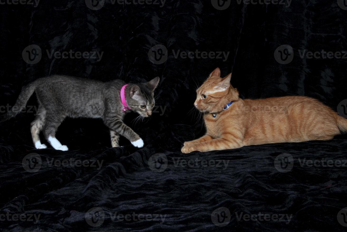 uma gato e uma gatinho jogando juntos foto