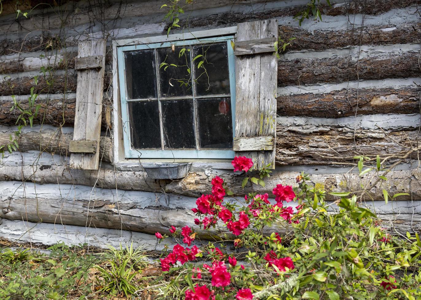 uma velho registro cabine com vermelho flores florescendo lado de fora foto