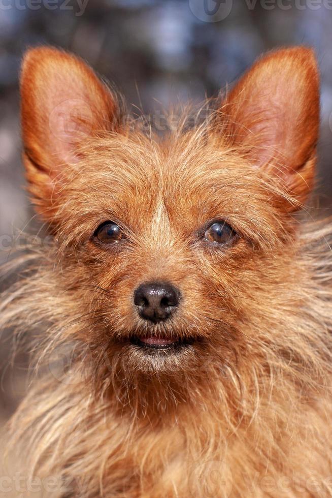 retrato do uma engraçado yorkshire terrier com grande orelhas e grandes despenteado vermelho cabelo. parece às a Câmera. borrado fundo. vertical. foto